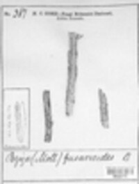 Calloria urticae image